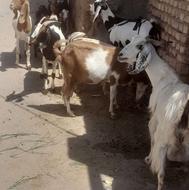 بز شیرا جوان بزغاله