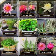 نیلوفرآبی و گیاهان آبزی