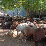 گوسفند زنده