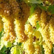 باغ انگور نوروزی