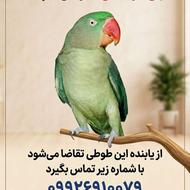 طوطی گم شده