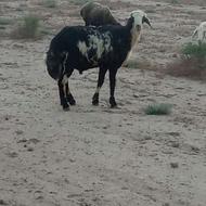 قوچ تیزرون جوان