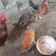 مرغ و خروس یک جا فورخته میشه تخمه مرغ میزاره