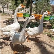 قوغاز چینی خالص