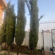 درخت کاج(سرو)