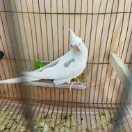 عروس هلندی آلبینو