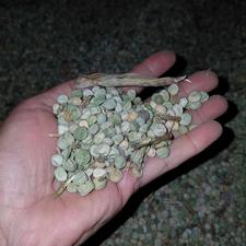 نخود فرنگی خشک شده