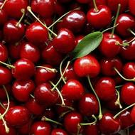 آلبالو گیلاسی