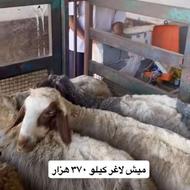 خریدار بره و بزغاله