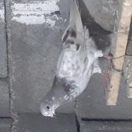 کبوتر پرشی تهرانی