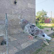 کبوترسرورنر