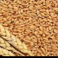 فروش 950 کیلو گندم