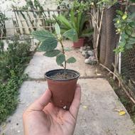 حراج انواع گل و گیاه و نخل سیکاس و نخل مرداب و نهال میوه