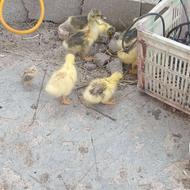 جوجه غاز 20روز