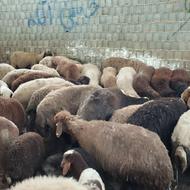 گوسفند گوشتی