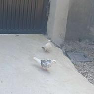 کبوتر جوجه کشی و پروازی