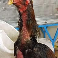 خروس لاری سالم سرحال