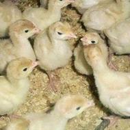 فروش جوجه بیوتی درجه یک