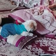 جفت ماده میخوایم براسگ نر