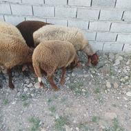 گوسفند مارو وره