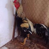 خروس لاری نسل