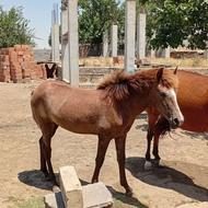 واگذاری کوره اسب سالم 9 ماهه سالمون سرحال ماده ستش نژاددورگ