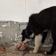 سگ گله و نگهبانی قدرجونی واگذاری