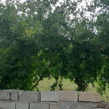 کد151 باغی پرمحصول200 متری درشهنه کلا