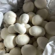 قارچ اعلا ودرجه یک