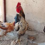 خروس محلی جوان و خوش رنگ