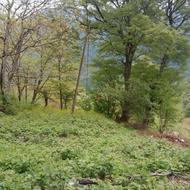 فروش 470 متر زمین مسکونی در روستای گیلده