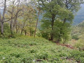 فروش 470 متر زمین مسکونی در روستای گیلده