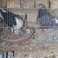 یک جفت دمگیر زره ای باجوجه