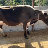 گاو ماده چاق کشتاری