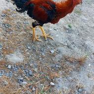 خروس لاری فروشی