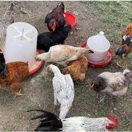 مرغ و خروس محلی و لاری