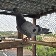 فروش تعدادی کفتر