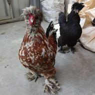 مرغ خروس کاکلی