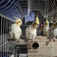 عروس هلندی