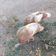 بوقلمون ماده بوربون