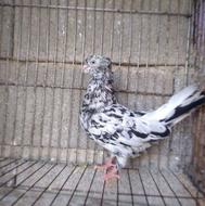 کبوتر سرور کاکلی نر فروشی