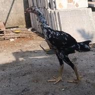 جوجه لاری فروشی