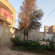 فروش درخت زیتون