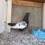 کبوتر سینه سیاه نر