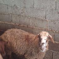 فروش گوسفند ماده