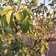 زمین باغی گاوخانه