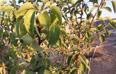 زمین باغی گاوخانه