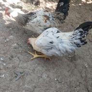 خروس سفید خوشگل پابلند