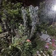 گل کاکتوس صخره ای
