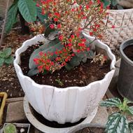 کالانگوئه ی گل قرمز